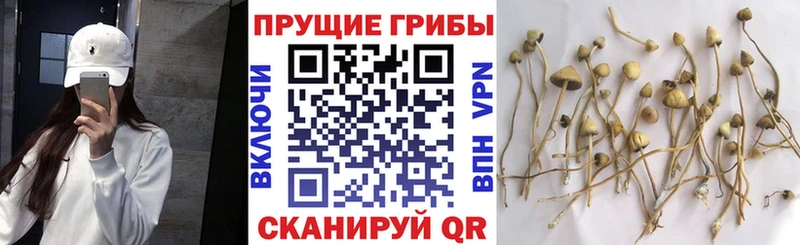 Купить где  Воркута  Псилоцибиновые грибы мухоморы 